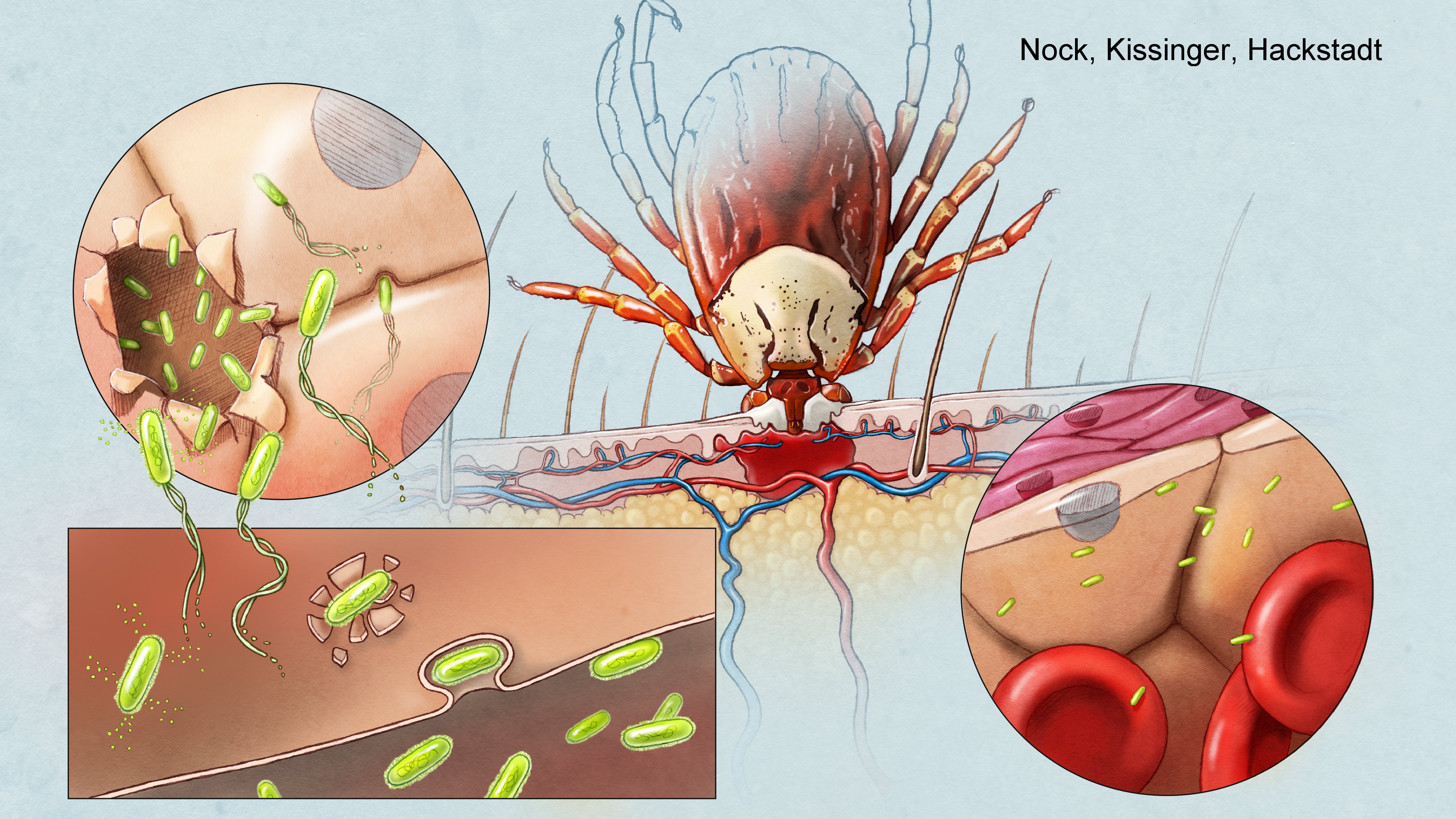 Rickettsia invasion