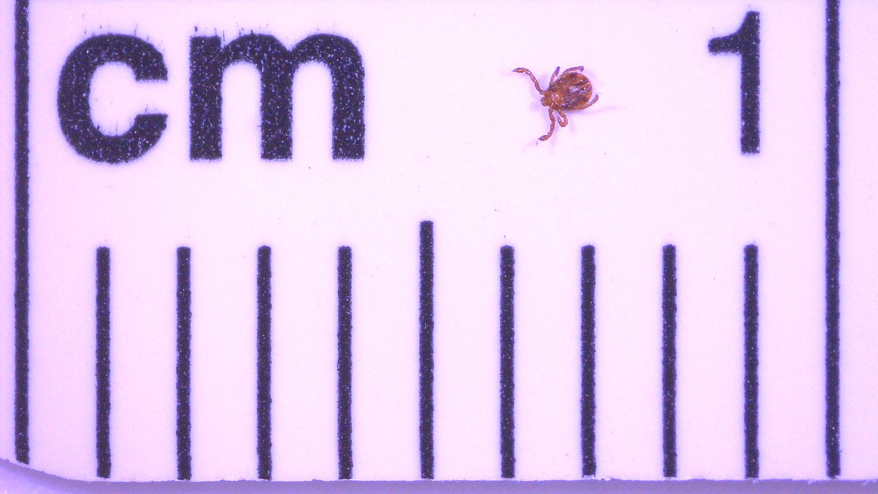 wood tick larva