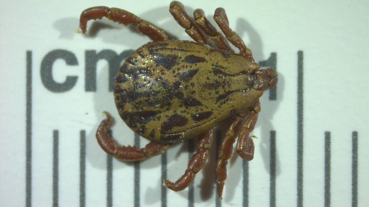 wood tick male