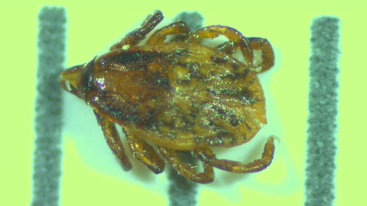 wood tick nymph
