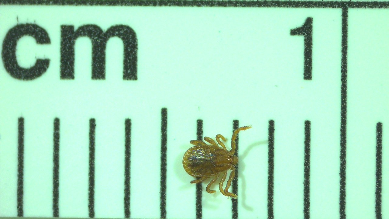 wood tick male