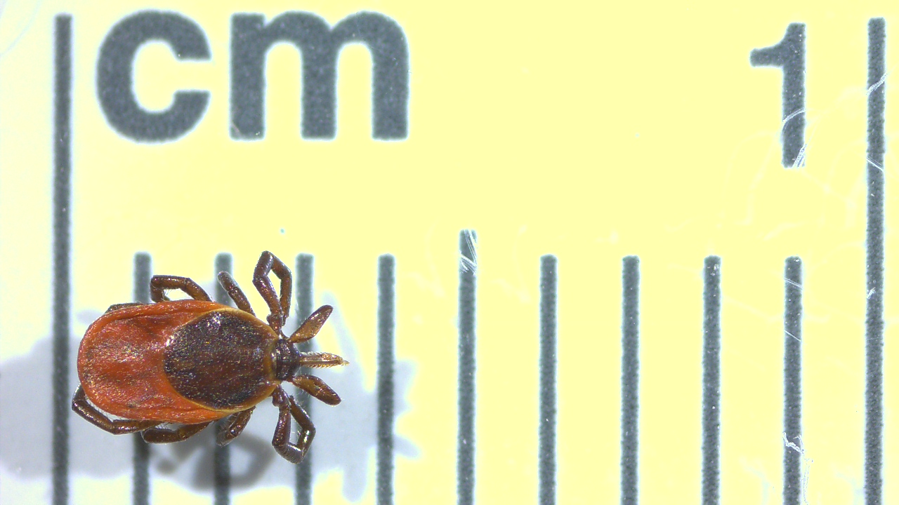 deer tick female